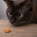 Brown cat looking at PurrPro Balanced Bites cat treat on a wooden surface