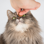 Cat being fed purrpro balanced bites treats by a hand on a white background